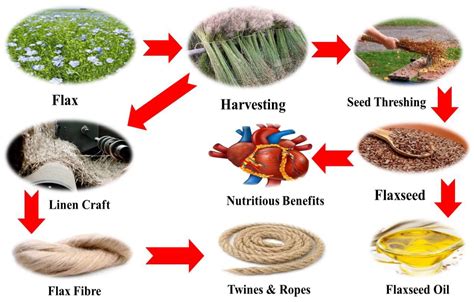  Flax: Wonderplant voor Biologische Verbindingen en Textuurverandering!